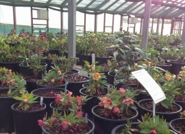 vergette-ltd-garden-design-hereford-worcester-west-midlands-hellebores-ashwood-glasshouse (1)